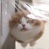 小吞