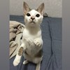 Hua