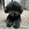 Mimi
