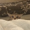 佑