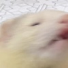 Guuras
