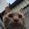 小狗的朋友