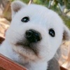 猛击柴犬