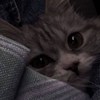 zhi_