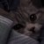 zhi_