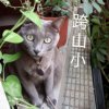 今天撸猫了吗