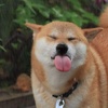 柴柴乱乱咬