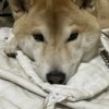 纶