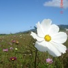 小花花