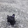 周佩伶