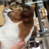 狗