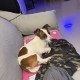 狗