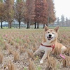 柴生活