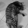拥抱熟睡的猫