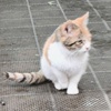 畇