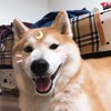 airou