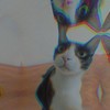 Ai爱