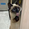 小鸡在哪