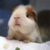 乌鸦殿下