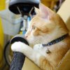 恰恰是只猫