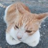 猫弟