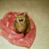 陈俞伶