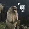 Andy