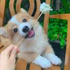 宜兰人安竹
