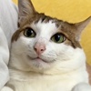anpuowo