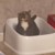 猫咪超可爱