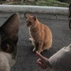 搞笑悬疑片