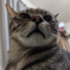 彤
