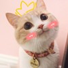 小沈耳