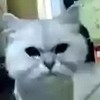 三眼妹妹
