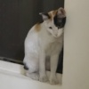 ayai