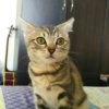 小鸡