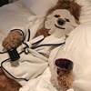 badsweetpuppy