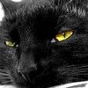 猪啊