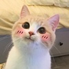 臭猫