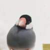 黄斌斌