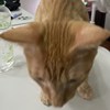 一只贝贝