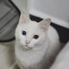 F. T. 一颗来自水星的蛋