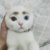 你的猫跑掉了