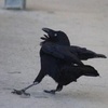 左眼