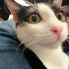 宾士猫控