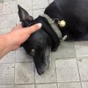 蔡荣星