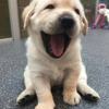 ▼・ᴥ・▼