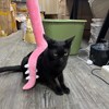 Neko黑猫