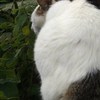 旋转猫咪