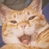 猫当劳